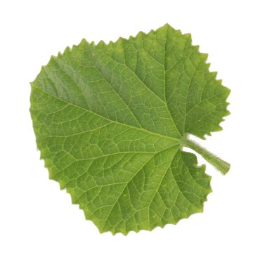 olgun Salatalık yakın 