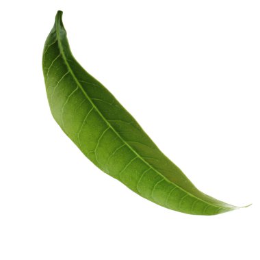 olgun mango meyve yakın 