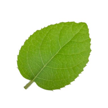 arka planda yeşil yaprak, yakın