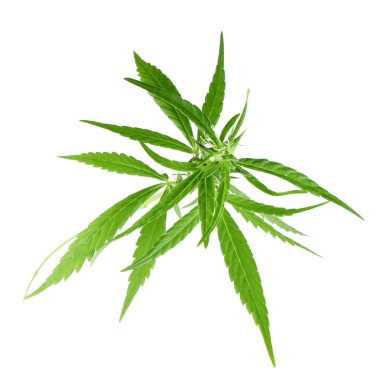 arkaplanda yeşil yapraklar, kapat