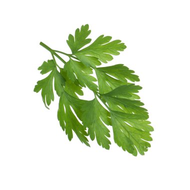 Taze yeşil maydanoz beyaz arkaplanda izole