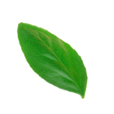 beyaz arka plan üzerinde izole turuncu yaprak, yakın çekim 