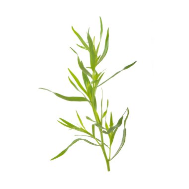 arka planda aromatik bitki, yakın