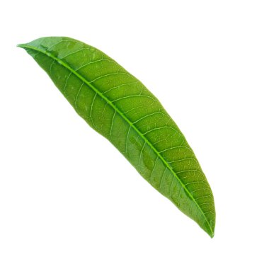 olgun mango meyve yakın 