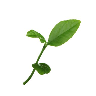 arka planda yeşil narenciye, yakın