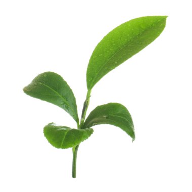 arka planda yeşil narenciye, yakın