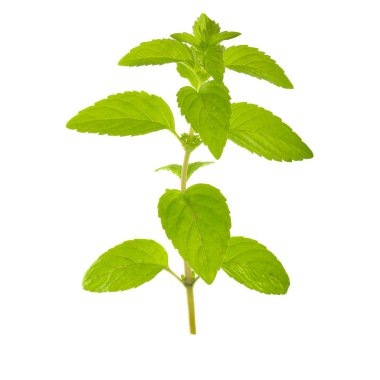 beyaz arka plan üzerinde izole yeşil yaprakları ile nane bitki