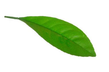 arka planda doğal narenciye, yakın çekim