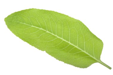 Beyaz arkaplanda izole edilmiş taze yeşil yaprak