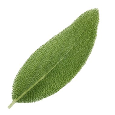 arka planda aromatik bitki, yakın