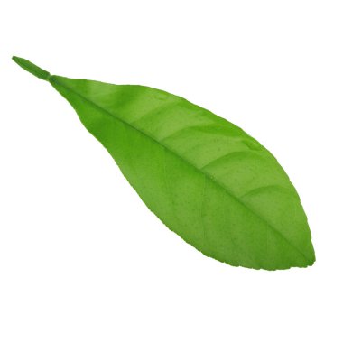 arka planda doğal narenciye, yakın çekim