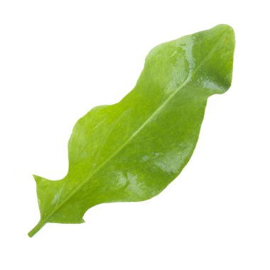 arka planda aromatik bitki, yakın