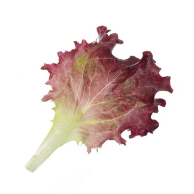Beyaz arka plan üzerinde izole salata yaprağı