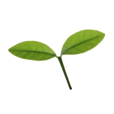 arka planda yeşil narenciye, yakın