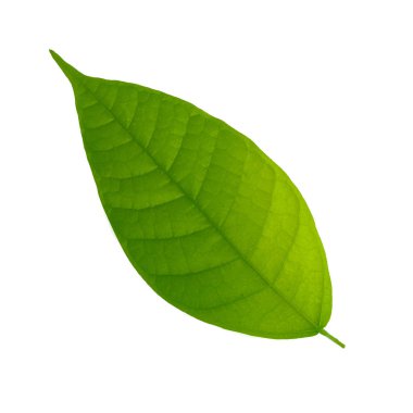 cocao yaprağı yakın 