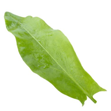 arka planda aromatik bitki, yakın