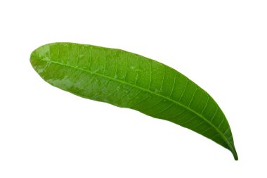 olgun mango meyve yakın 