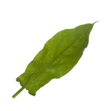 arka planda aromatik bitki, yakın