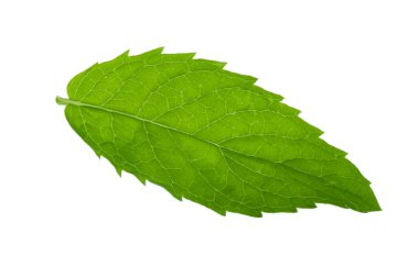 Beyaz arkaplanda izole edilmiş nane yaprağı