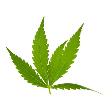 arka planda aromatik bitki, yakın