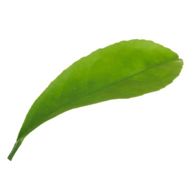 beyaz arka plan üzerinde izole yeşil turuncu yaprak, yakın çekim 