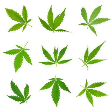 arka planda esrar ot, yakın