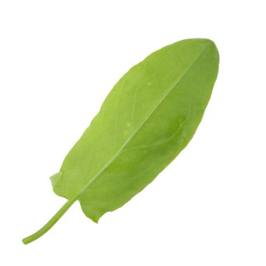 arka planda aromatik bitki, yakın