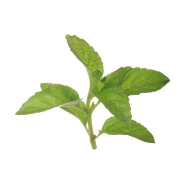 beyaz arka plan üzerinde izole yeşil yaprakları ile fesleğen kök