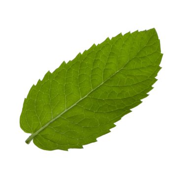 Beyaz arkaplanda izole edilmiş nane yaprağı