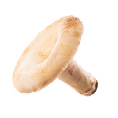 mantar beyaz üzerinde kapat 