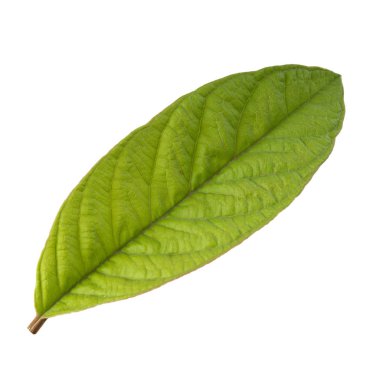 arka planda aromatik bitki, yakın