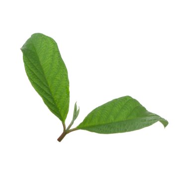 arka planda aromatik bitki, yakın