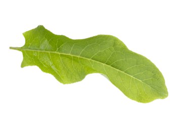 Beyaz arkaplanda izole edilmiş taze yeşil yaprak