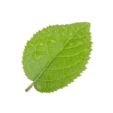 arka planda yeşil yaprak, yakın