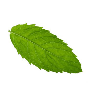 Beyaz arkaplanda izole edilmiş nane yaprağı