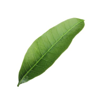 olgun mango meyve yakın 