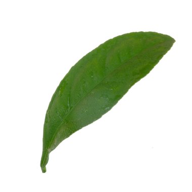 arka planda yeşil narenciye, yakın