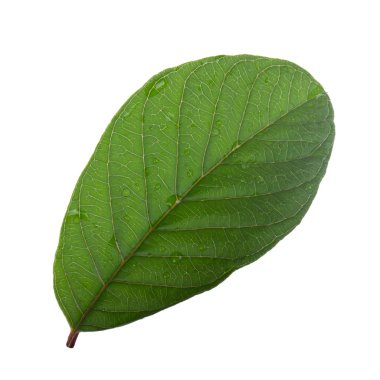 arka planda aromatik bitki, yakın