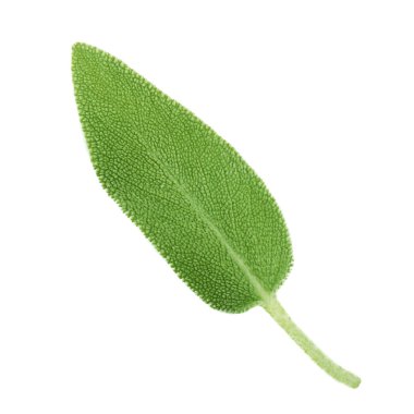 arka planda aromatik bitki, yakın