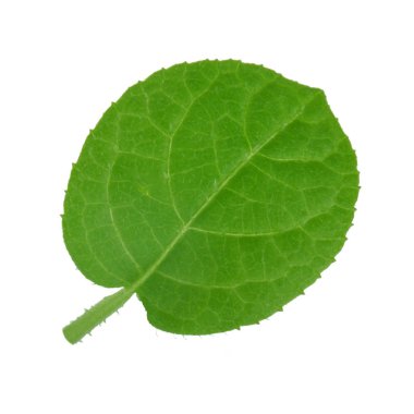 arka planda yeşil yaprak, yakın