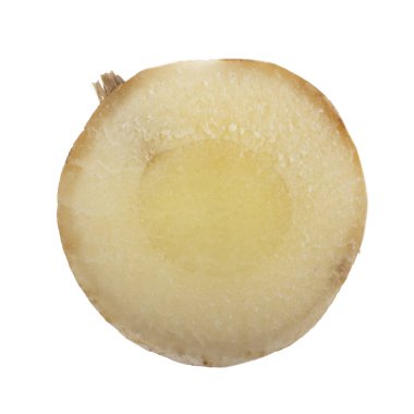 beyaz arka planda izole galanga kökü, yakın çekim  