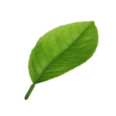 arka planda doğal narenciye, yakın çekim