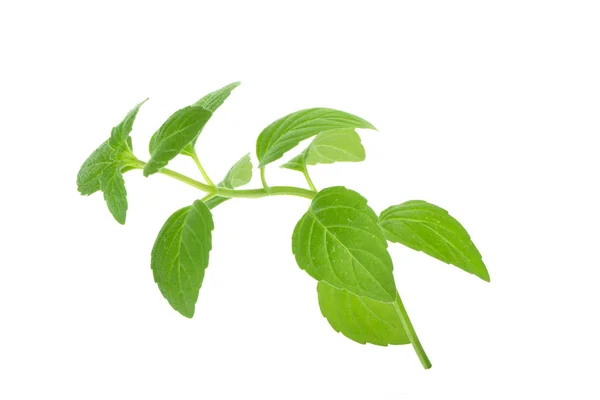 Menthe Avec Des Feuilles Vertes Isolées Sur Fond Blanc — Photo