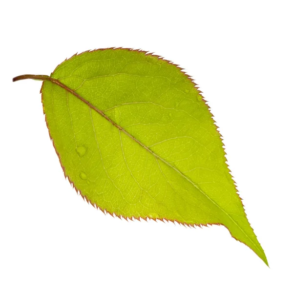 白い背景に隔離された緑の梨の葉 クローズアップ — ストック写真