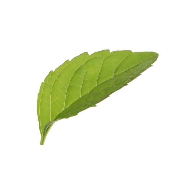 Мята Растение Зелеными Листьями Изолированы Белом Фоне — стоковое фото