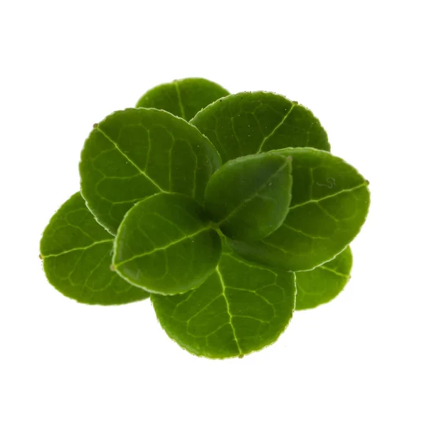 Grüne Pflanzenblätter Isoliert Auf Weißem Hintergrund — Stockfoto