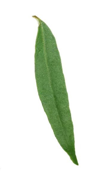 Zielony Oliwkowy Liść Białym Tle — Zdjęcie stockowe