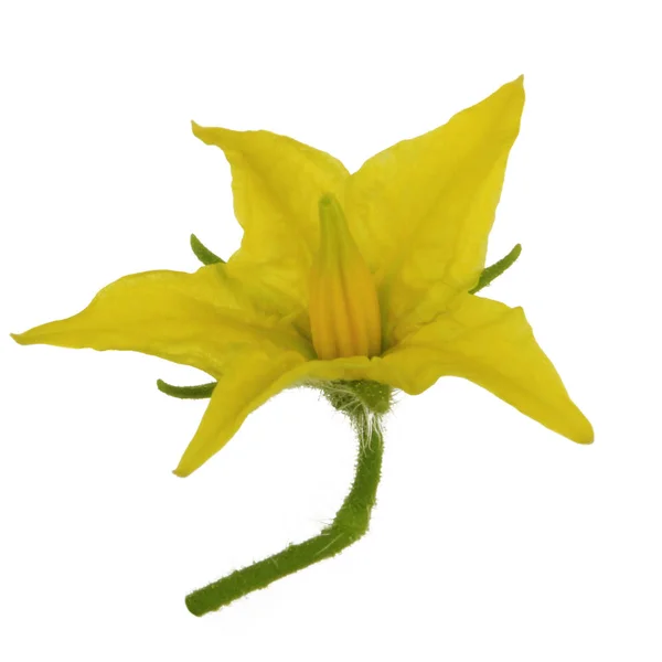 Ανθισμένο Κίτρινο Λουλούδι Ντομάτας Απομονώθηκε Λευκό Φόντο — Φωτογραφία Αρχείου