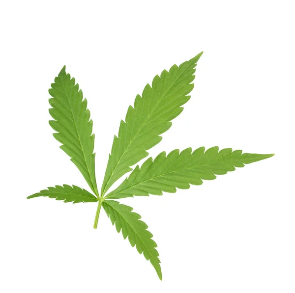 Herbe Cannabis Sur Fond Gros Plan — Photo