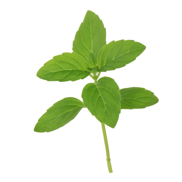 Φυτό Μέντα Πράσινα Φύλλα Που Απομονώνονται Λευκό Φόντο — Φωτογραφία Αρχείου